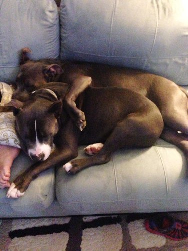 dog cuddling on couch