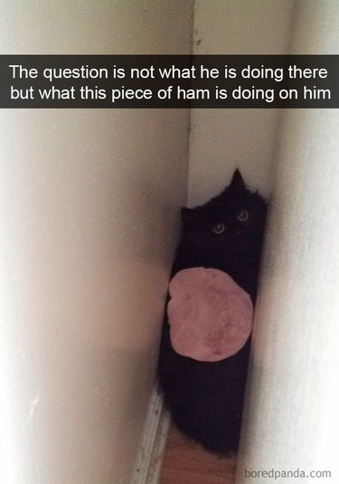 A black cat is wedged in a tiny space between two walls. There is a slice of lunchmeat on top of the cat.