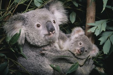 koala bear holds cub