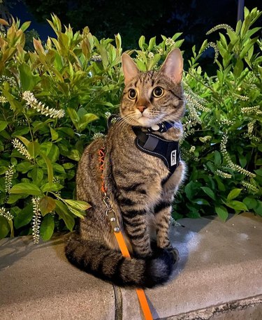 A striped cat wearing a harness and leash, sitting on a concrete planter surrounded by greenery.