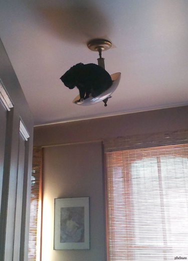 A black cat is sitting inside a ceiling light fixture.