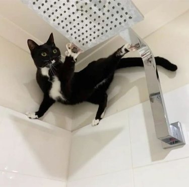 A cat is perched with two paws on the shower edge and two paws on the showerhead.