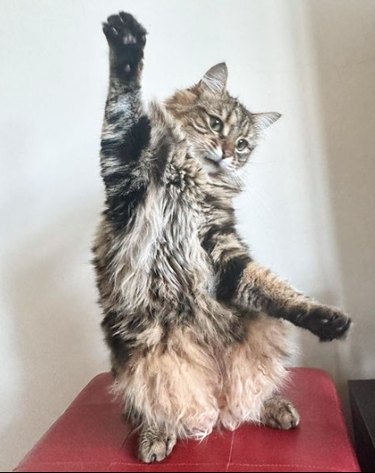 A fluffy cat resting on their back paws, with their front paws extended in either direction as though it is dancing.