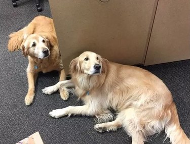 dogs distracted from their work