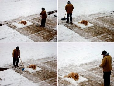 man shovels snow around sleeping dog