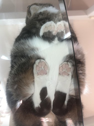 Gray and white cat laying flat on a glass table, their two hind legs straight and parallel to each other.