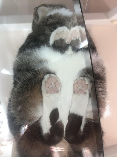 White cat on outlet glass table