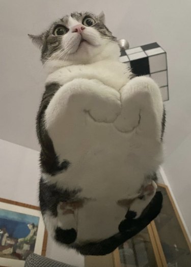 Gray and white cat looking surprised and laying on a glass table with their front paws looking like they are forming a heart.