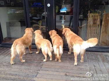 golden retrievers stare in window at small kittens