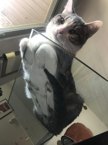 Cat laying flat on a glass table with their front paws curled and their hind legs straight.