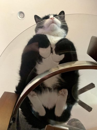 Black and white cat laying flat on a glass table and looking ahead.