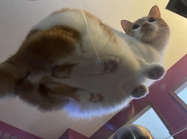 Ginger and white cat laying flat on a glass table and looking behind.