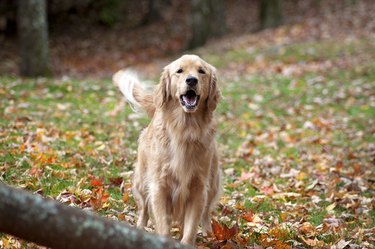 regal golden retriever