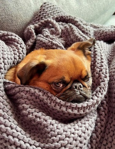 Brussels griffon dog looking grumpy and in a knitted purple-gray blanket.