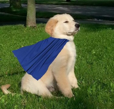 golden retriever wearing cape like a superhero