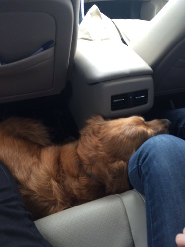 dog climbs into back seat of car