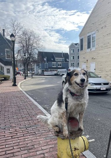 Dog sits on fire hydrant on command.