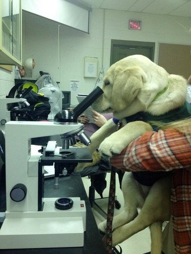golden labrador looks through microscope in scientific labratory