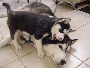 husky puppy snuggles mom