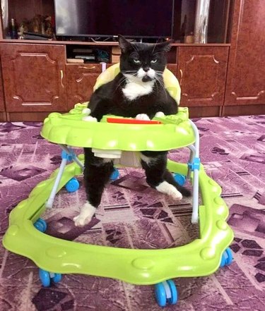 Tuxedo cat sitting in a baby walker and looking like a James Bond villain.
