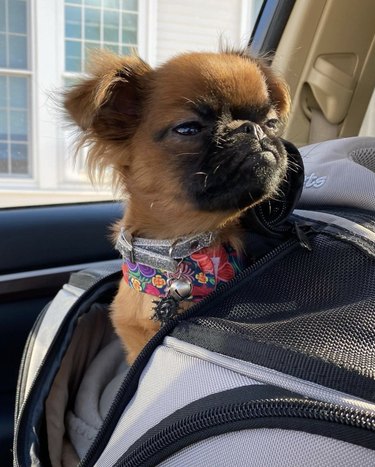 Grumpy dog looking to the sit while sitting in a pet car seat.