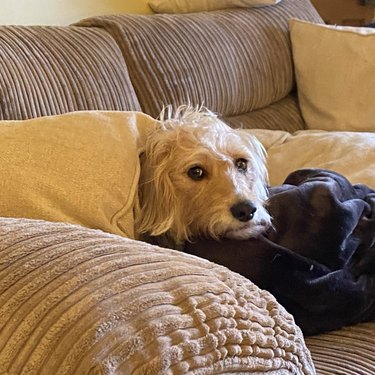 Dog looks at the camera unamused while on a couch surrounded by pillows.