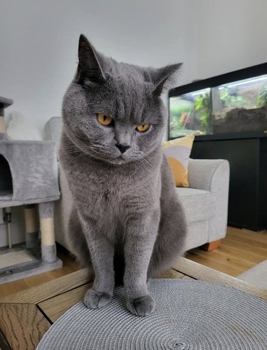 British blue shorthair cat looking grumpy.