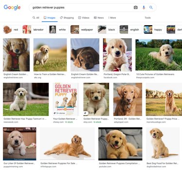 google image search results for golden retriever puppies