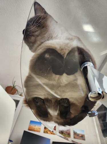 Cat laying on a glass tabletop with four paws curled inward.
