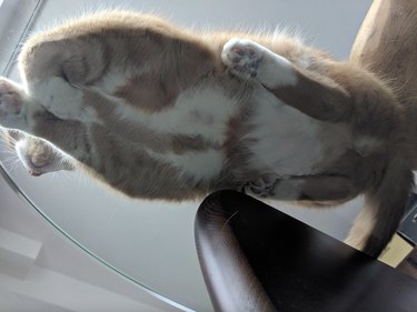 Ginger and white cat laying flat on a glass table.