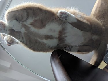 Cat laying clearance on glass table