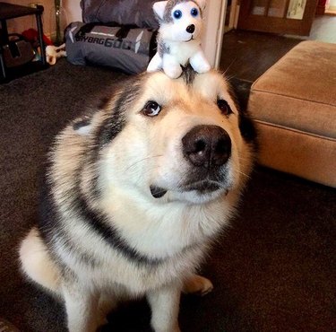 dog balancing stuffed dog on his head