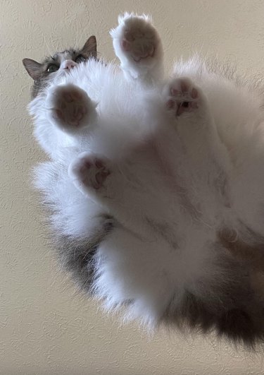 Cat sitting on a glass table and looking down at the camera.