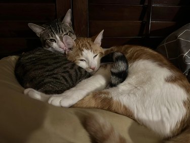 Clingy cat cuddles other cat.