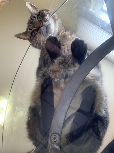 Fluffy brown cat laying flat on a glass table and looking down at the camera.