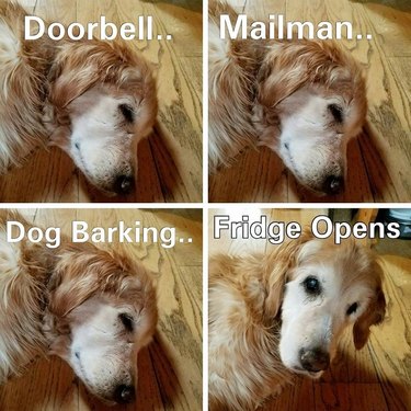 Three photos of sleeping dog captioned "Doorbell.. Mailman.. Dog Barking.." and fourth photo of dog waking up captioned "Fridge Opens"