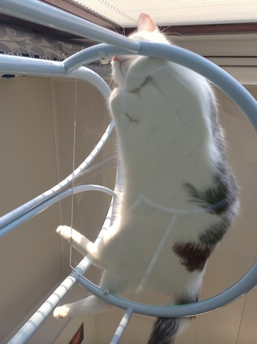 White and gray cat laying flat on a glass table and napping.