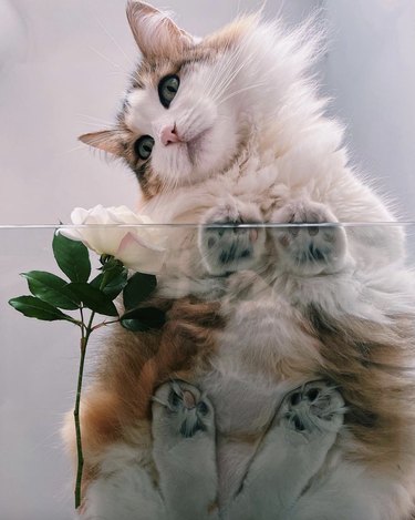 Fluffy cat sitting on a glass tabletop with a leaf branch and looking down at the camera.