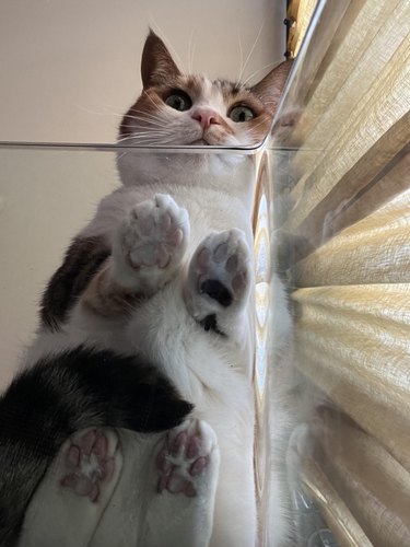 Cat laying on a glass table and looking at the camera.