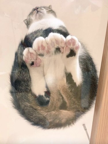 Cat sitting on a glass table and sitting on all four of their legs lined up in a row.