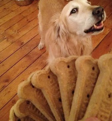 dog stares at dog biscuits