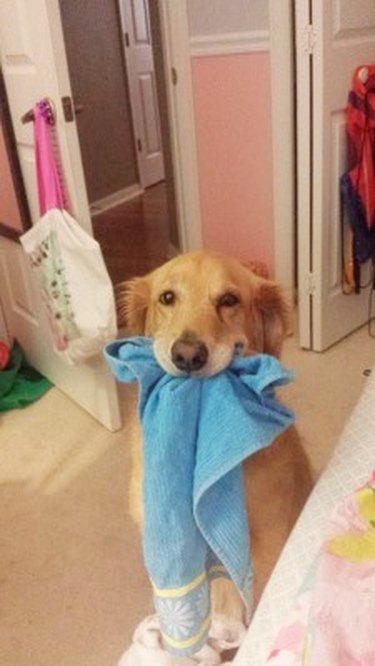 dog likes to carry around rags