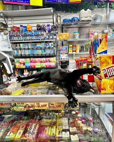 Black cat yawning and stretching on a counter at convenience store.