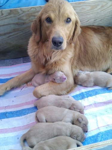 Golden retriever with newborn pups
