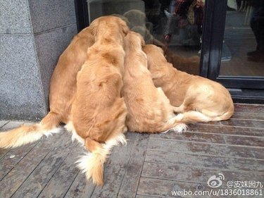 golden retrievers stare in window at small kittens