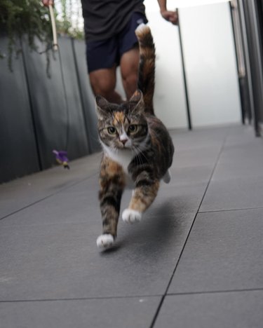 Cat doing a speed run to try and catch a cat toy.