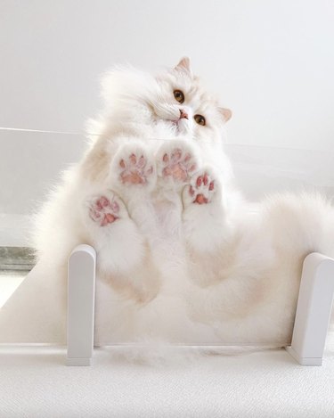 Fluffy white cat sitting on a glass table.