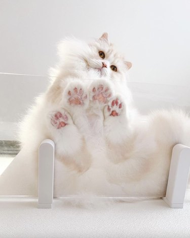 Cat feet shop glass table