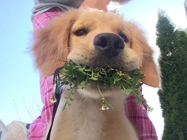 dog with mouthful of grass