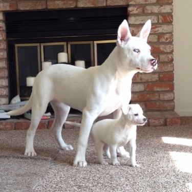 Dog with puppy.